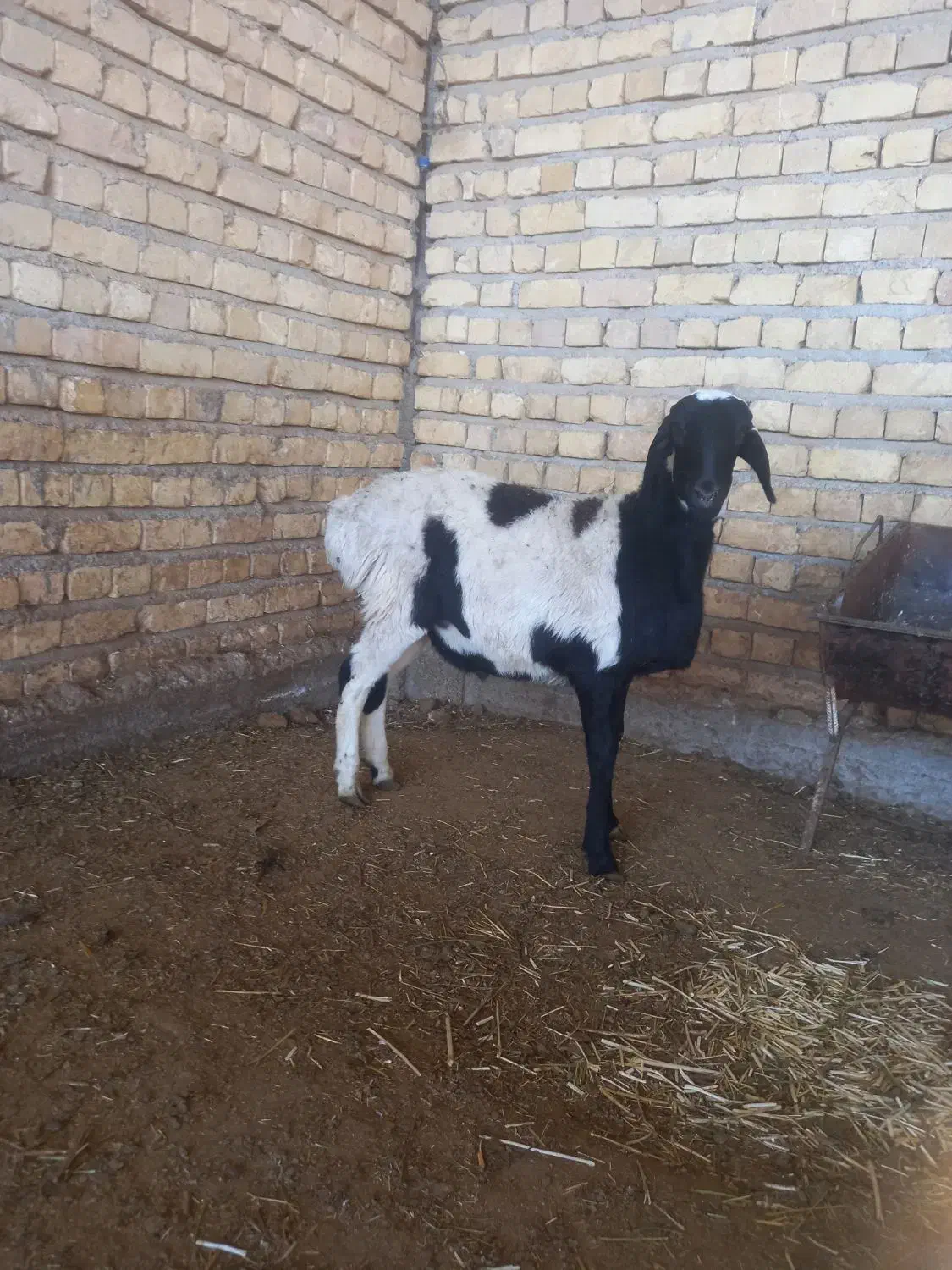 بره قوچ|حیوانات مزرعه|مرودشت, الماس آباد|دیوار