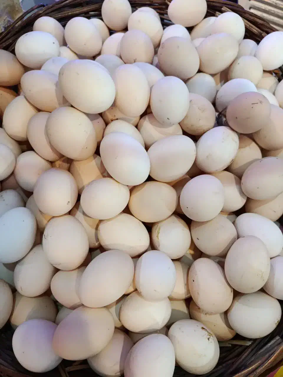 فروش تخم مرغ محلی|خوردنی و آشامیدنی|کاشان, راوند|دیوار