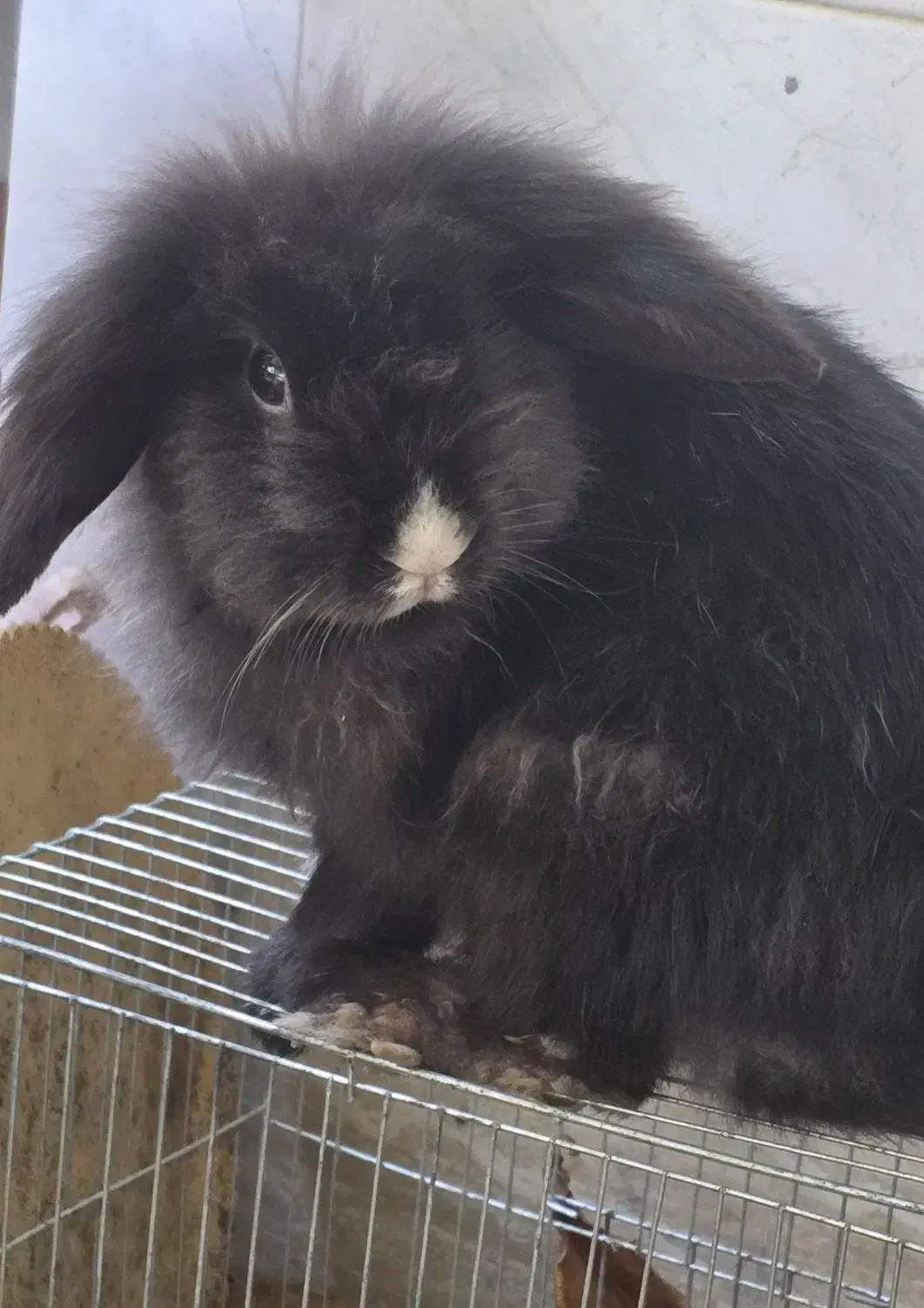 خرگوش لوپ ماده دو ساله|موش و خرگوش|بندرعباس, |دیوار