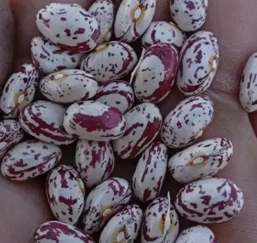 لوبیا چیتی|خوردنی و آشامیدنی|آباده, |دیوار