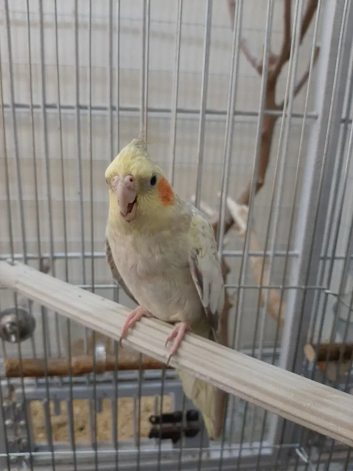 عروس هلندی نر هشت ماهه|پرنده|فردیس, شهرک شهید حسینی|دیوار