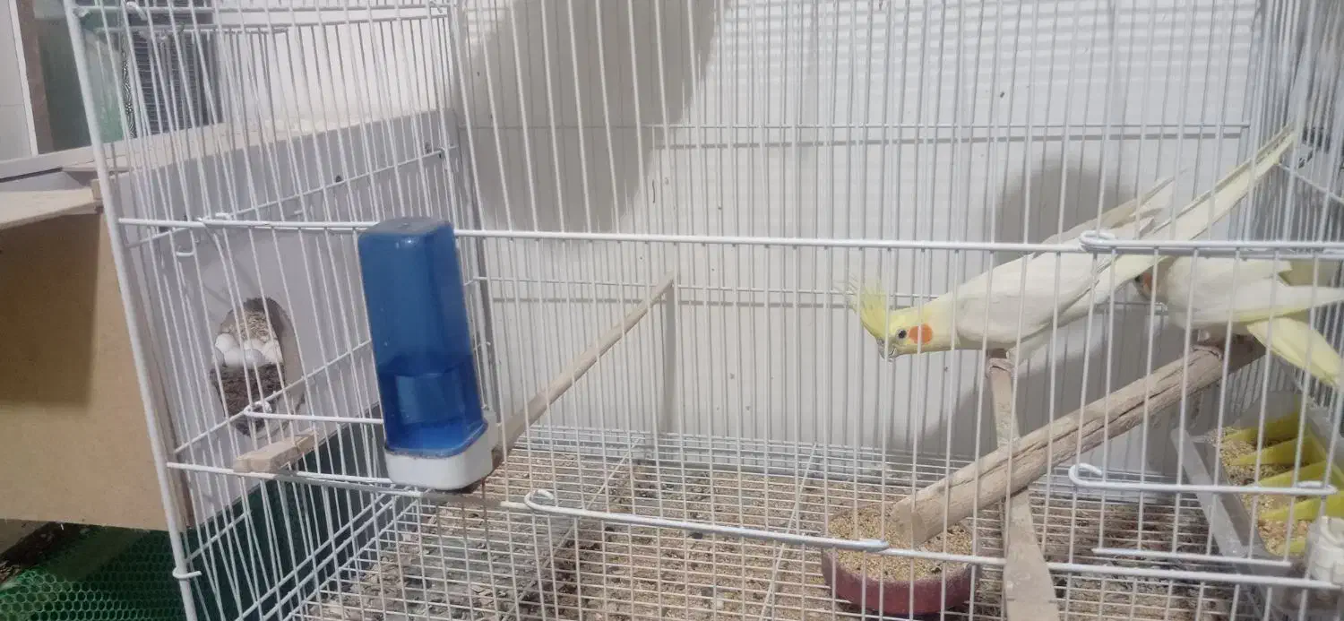 جفت عروس لوتینو|پرنده|سبزوار, کهنه آب|دیوار