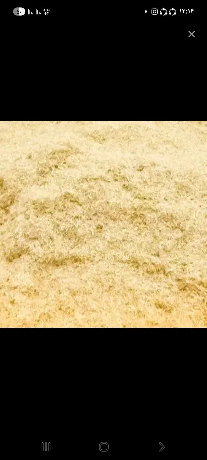 کاه گندم ابی با کاه نخود  کاه گیاه بهار قاطی باهم|لوازم جانبی حیوانات|زاغه, |دیوار