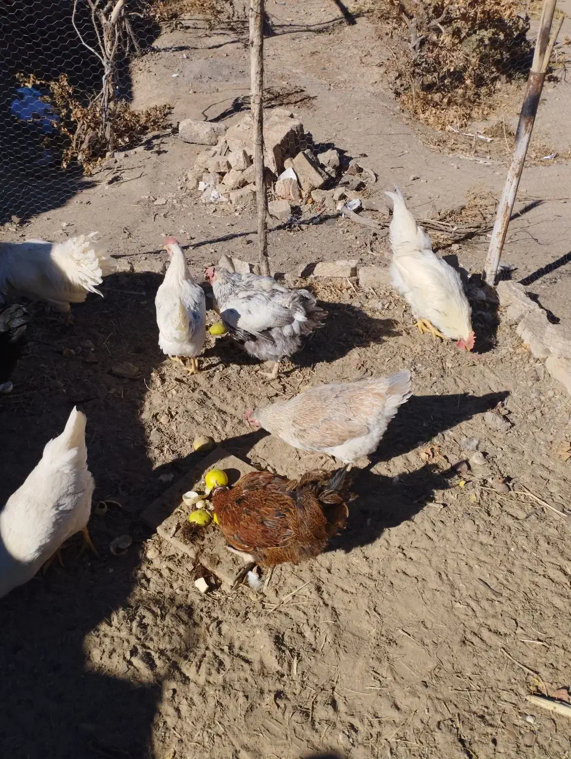 مرغ و خروس|حیوانات مزرعه|اسلامیه, |دیوار