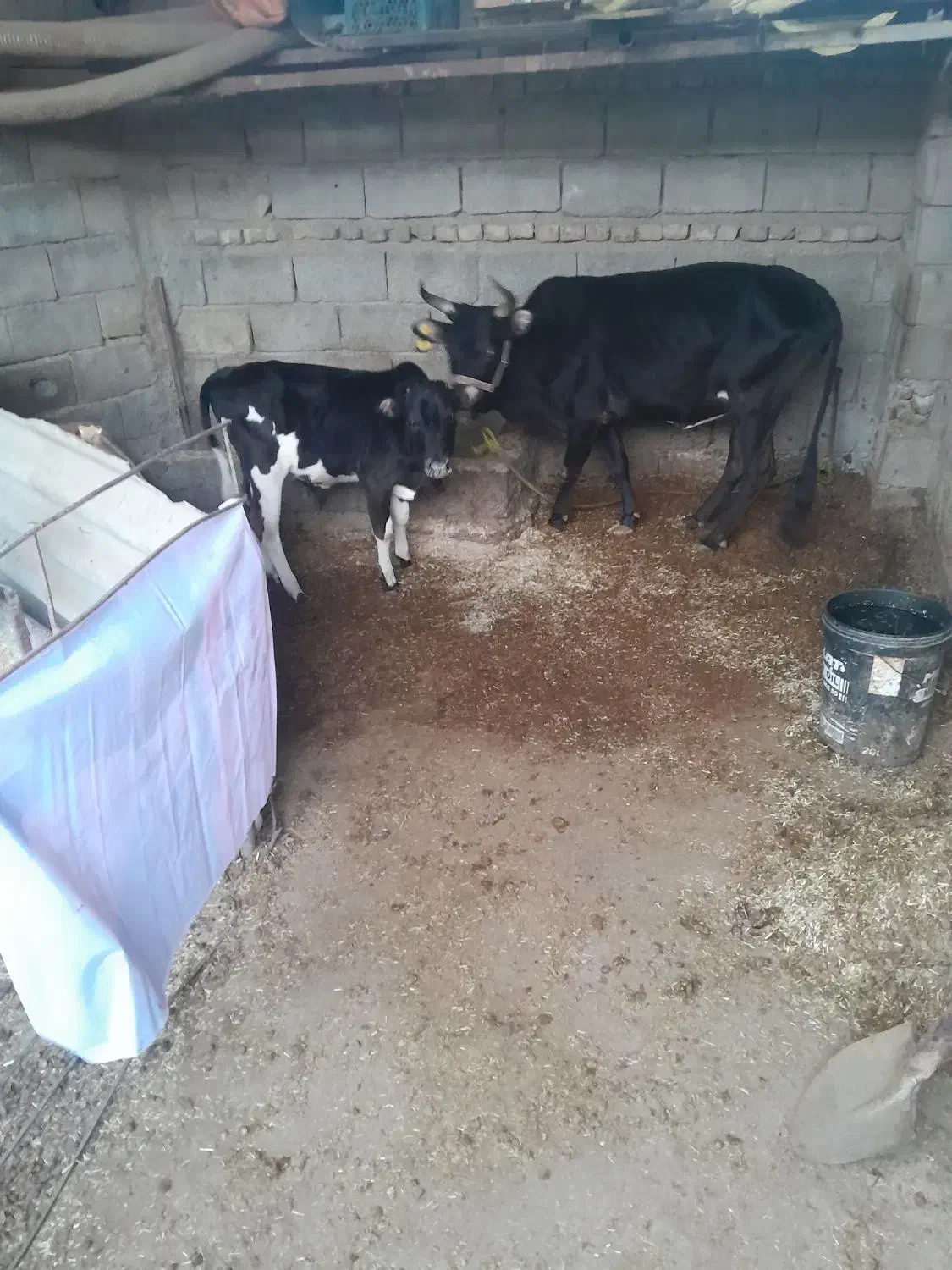 گاو محلی دورگ با ۴ کیلو شیر پر چرب وبا گوساله نر|حیوانات مزرعه|آق قلا, |دیوار