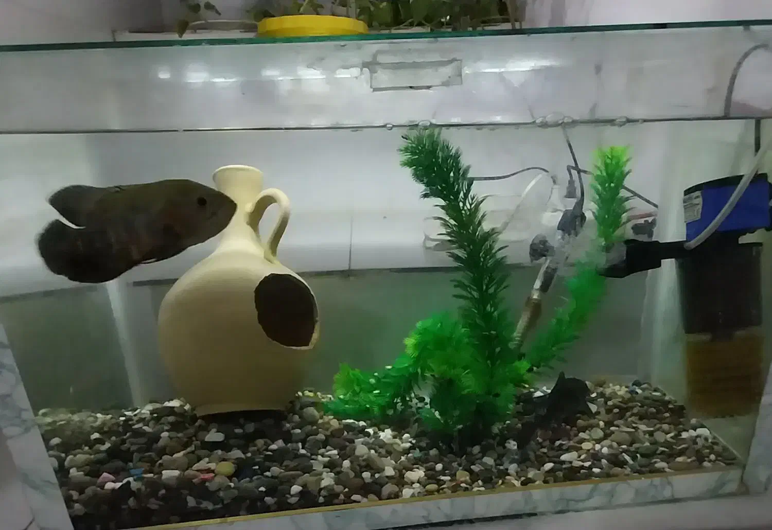 اکواریوم باتمام تشکیلات دوتاماهی یدونه لجن خوار|ماهی|کنگاور, |دیوار