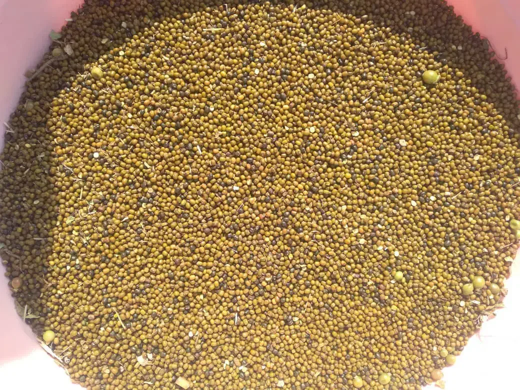 ماش توافقی|عمدهفروشی|شوشتر, |دیوار