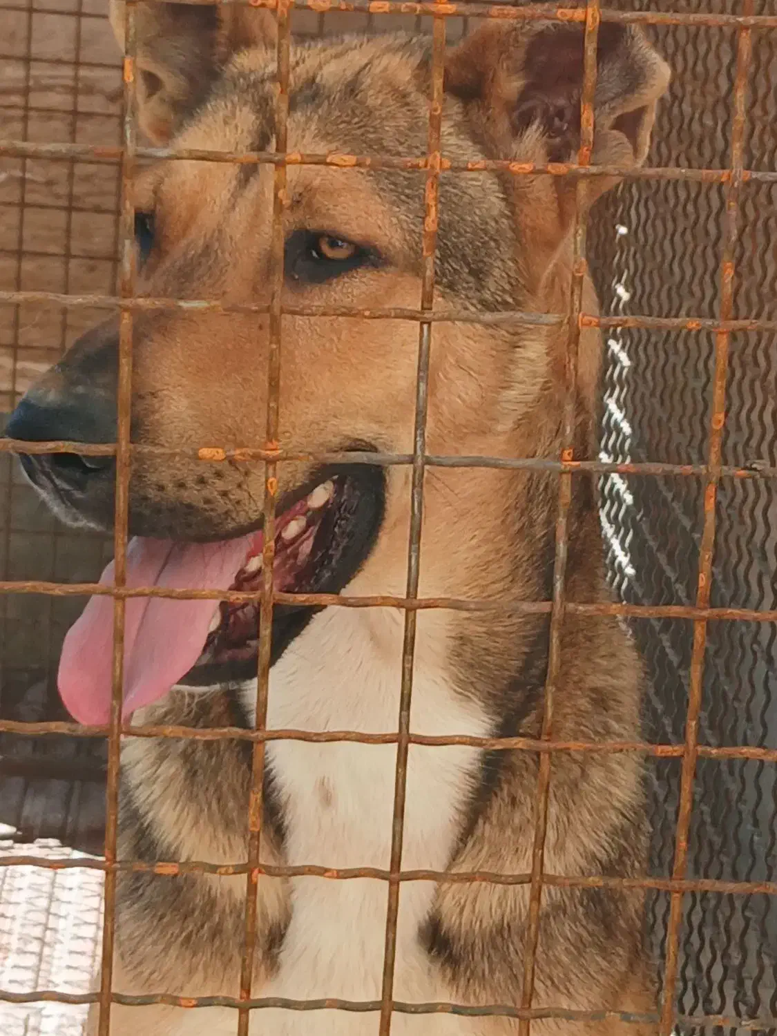 سگ دو رگه عراقی سرابی|سگ|ابهر, |دیوار