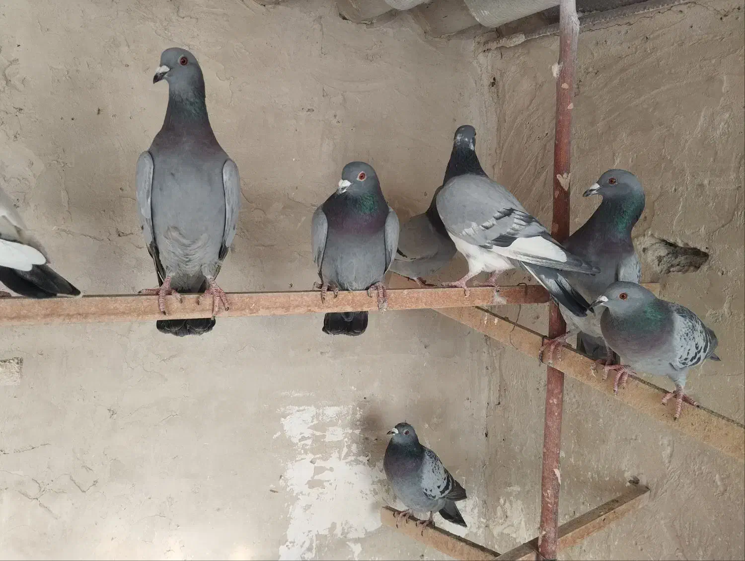 کبوترمسافت|پرنده|وحیدیه, |دیوار