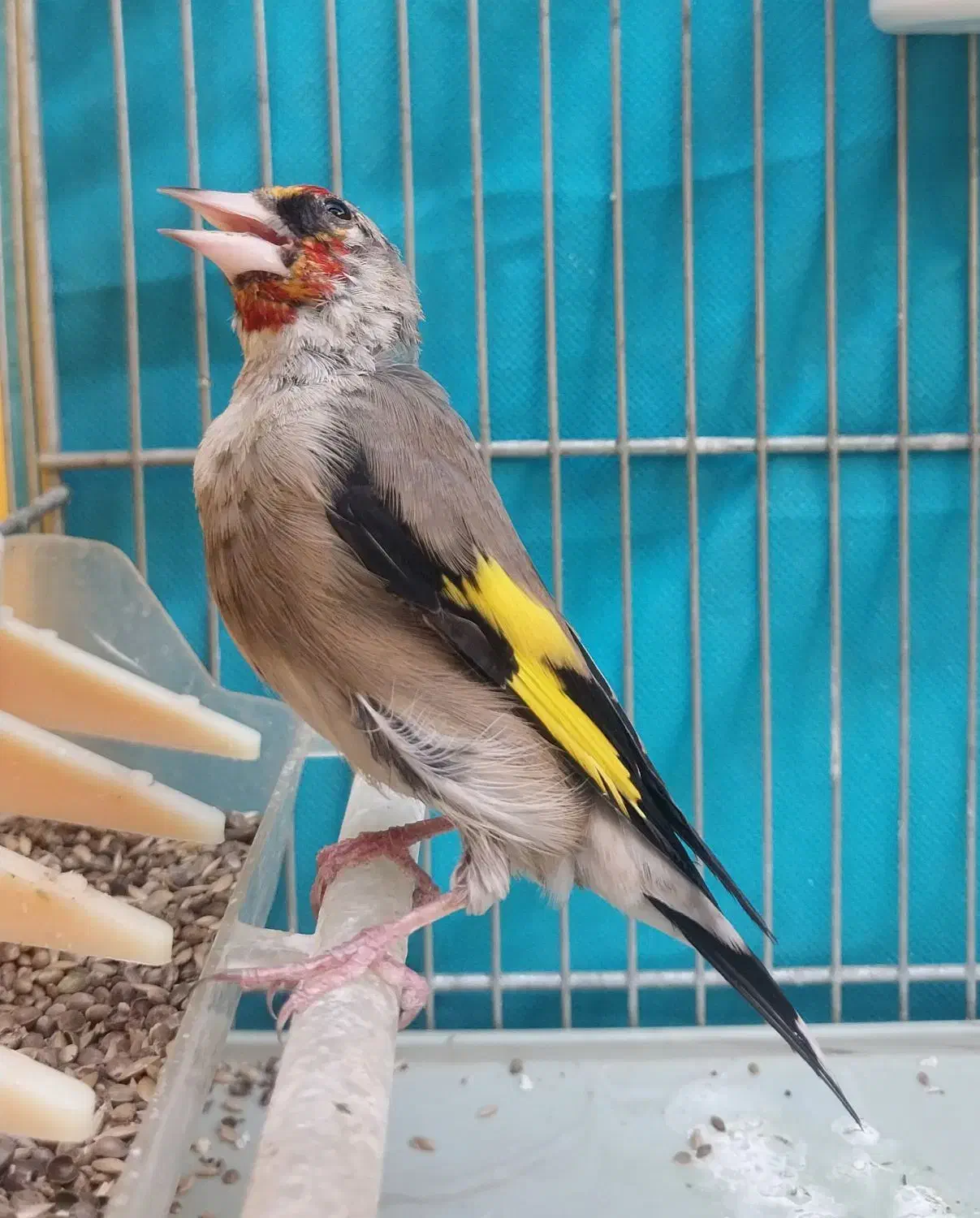 سهره کرمونی مس خون|پرنده|مشهد, شهرک مهر آباد|دیوار