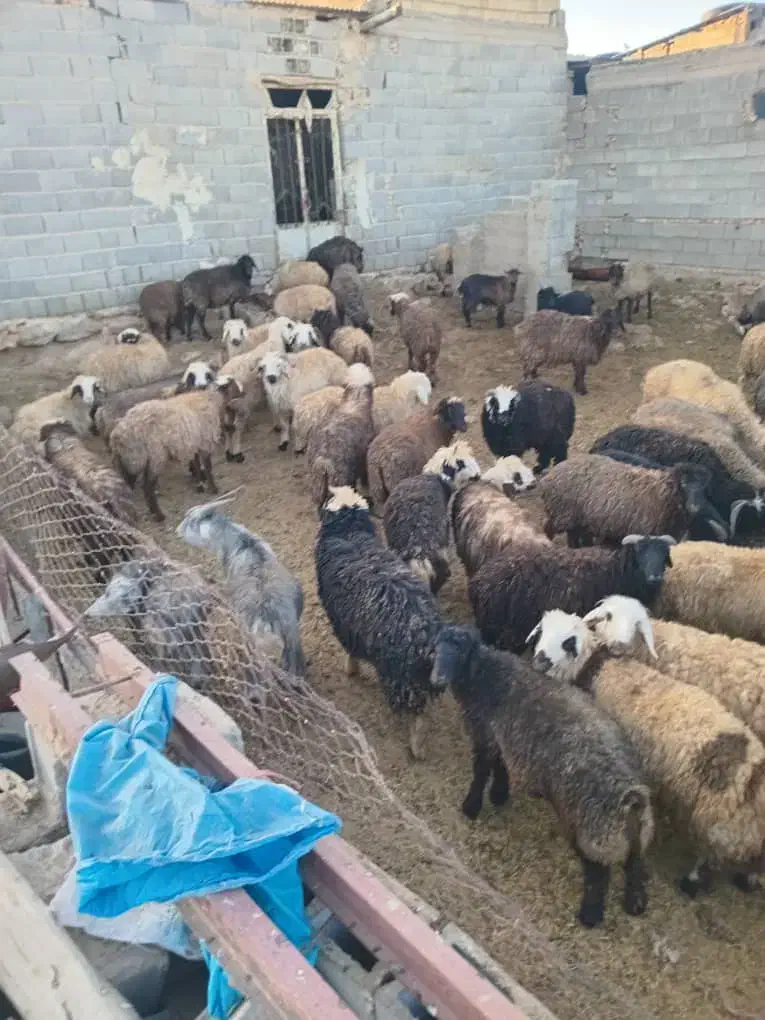 بره تکی و جمله  نرو ماده|حیوانات مزرعه|اقلید, |دیوار