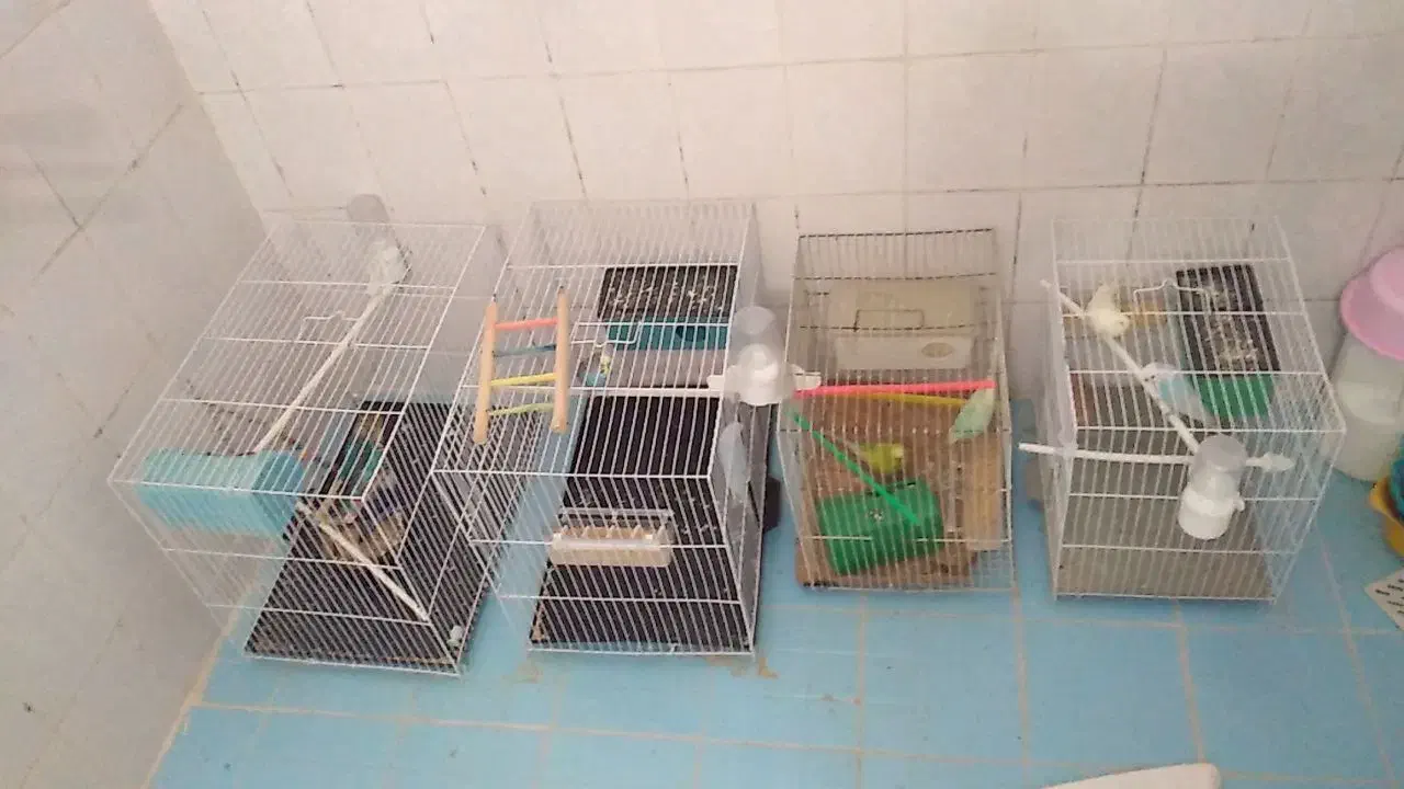 واگذاری پرنده|پرنده|تربت جام, بوستان وحدت|دیوار