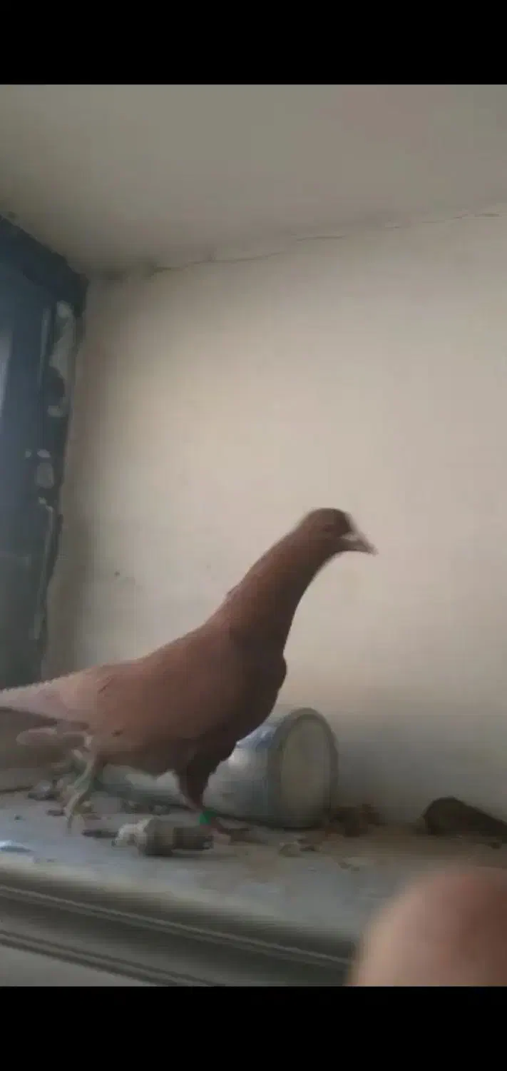 گمشده|حیوانات|رفسنجان, |دیوار