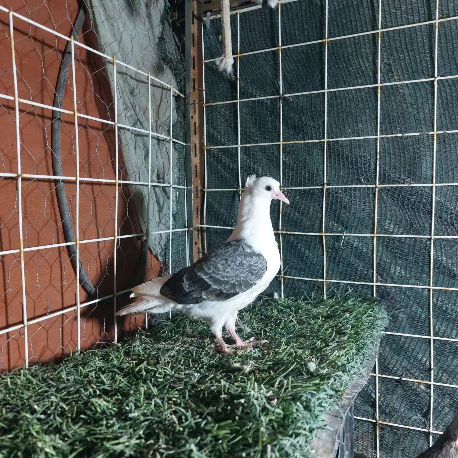 کبوترا همه تضمین|پرنده|میناب, |دیوار