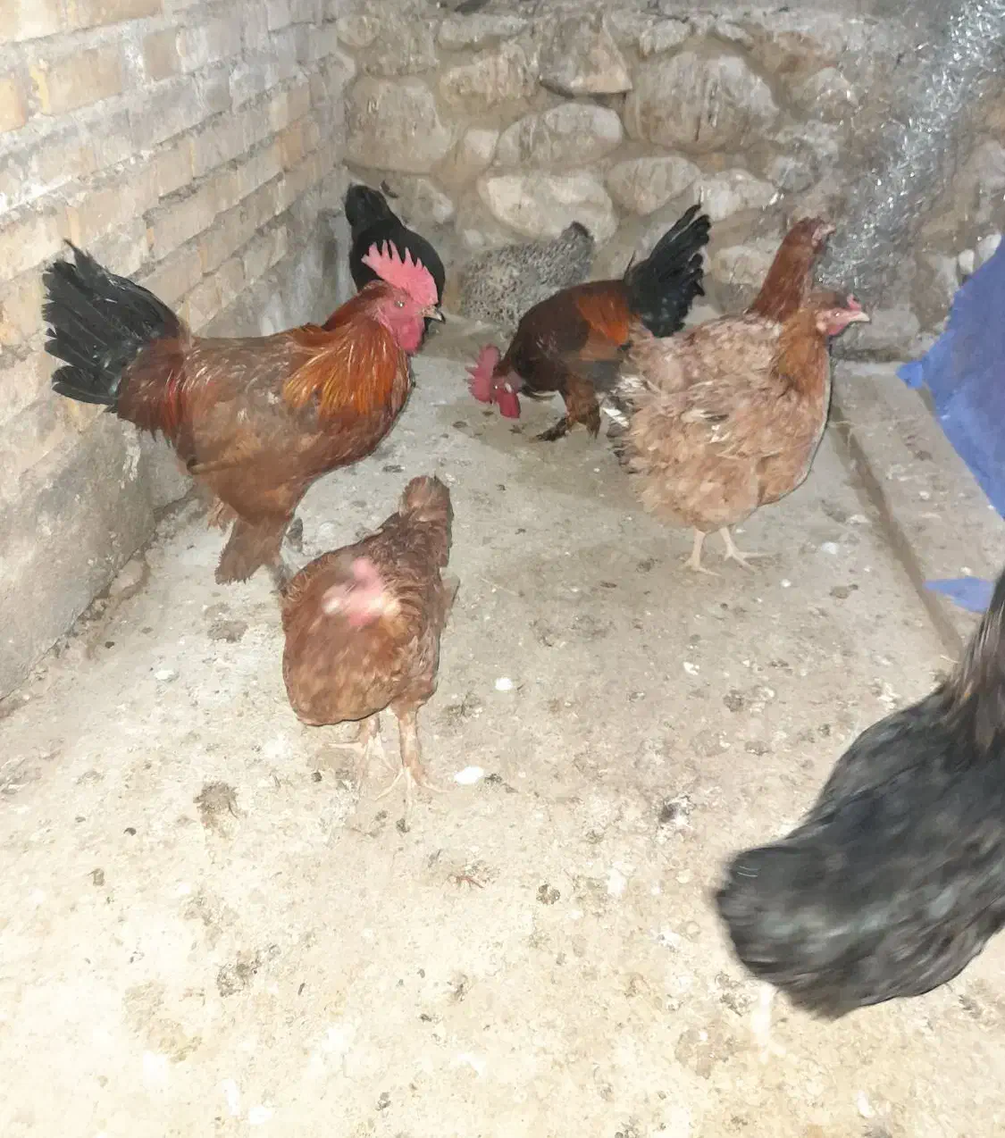 مرغ و خروس محلی|حیوانات مزرعه|باشت, |دیوار