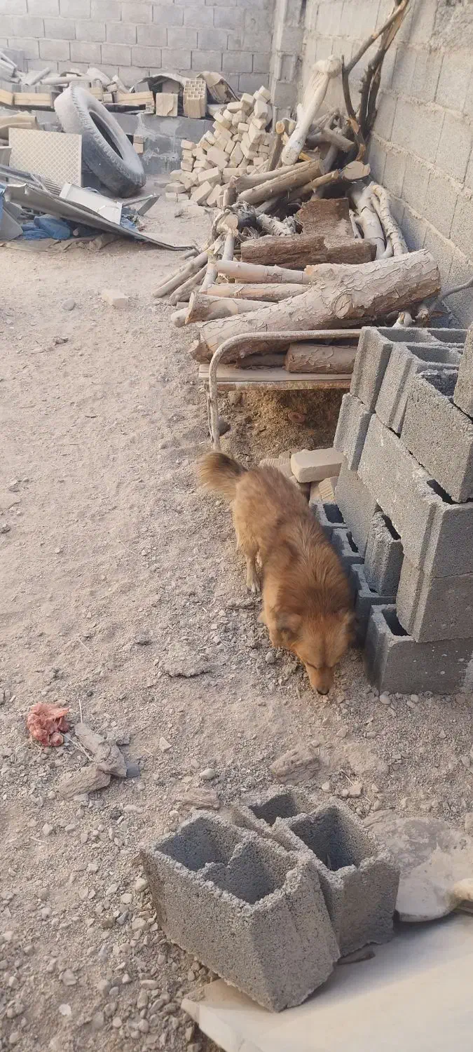 سگ پاکوتاه|سگ|طبس, |دیوار