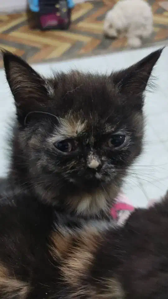 رستمی ۴۴|گربه|مشهد, محمدآباد|دیوار