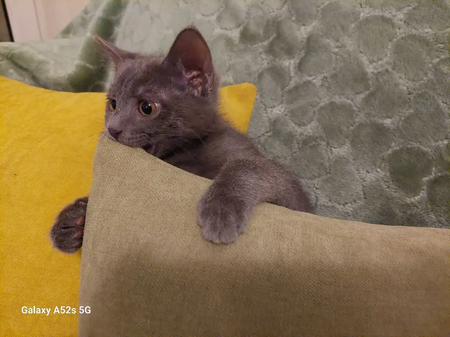 واگذاری گربه دوماهه|گربه|شیراز, میرزاکوچک خان|دیوار