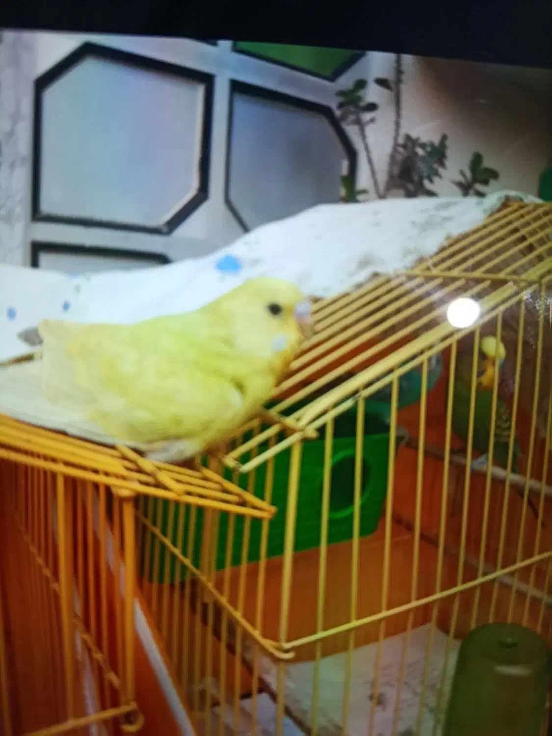 جوجه مرغ عشق سفید گمشده|پرنده|تالش, هشتپر|دیوار