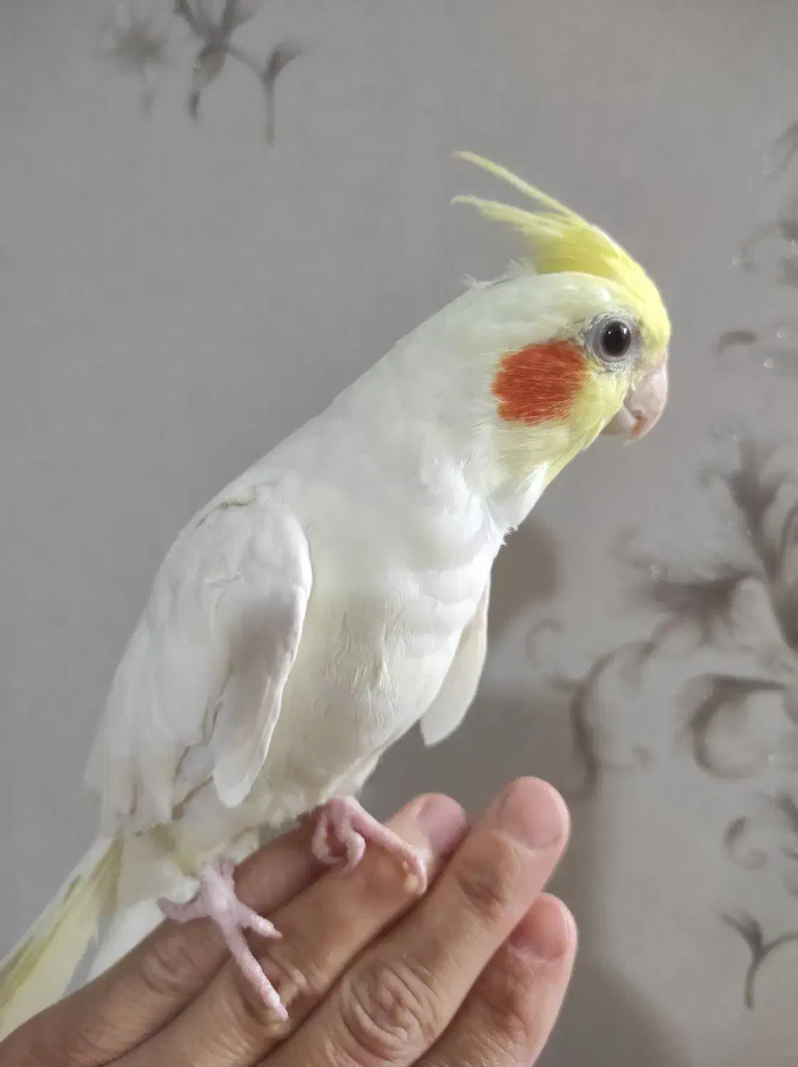 عروس هلندی نر|پرنده|شیراز, دلجو|دیوار