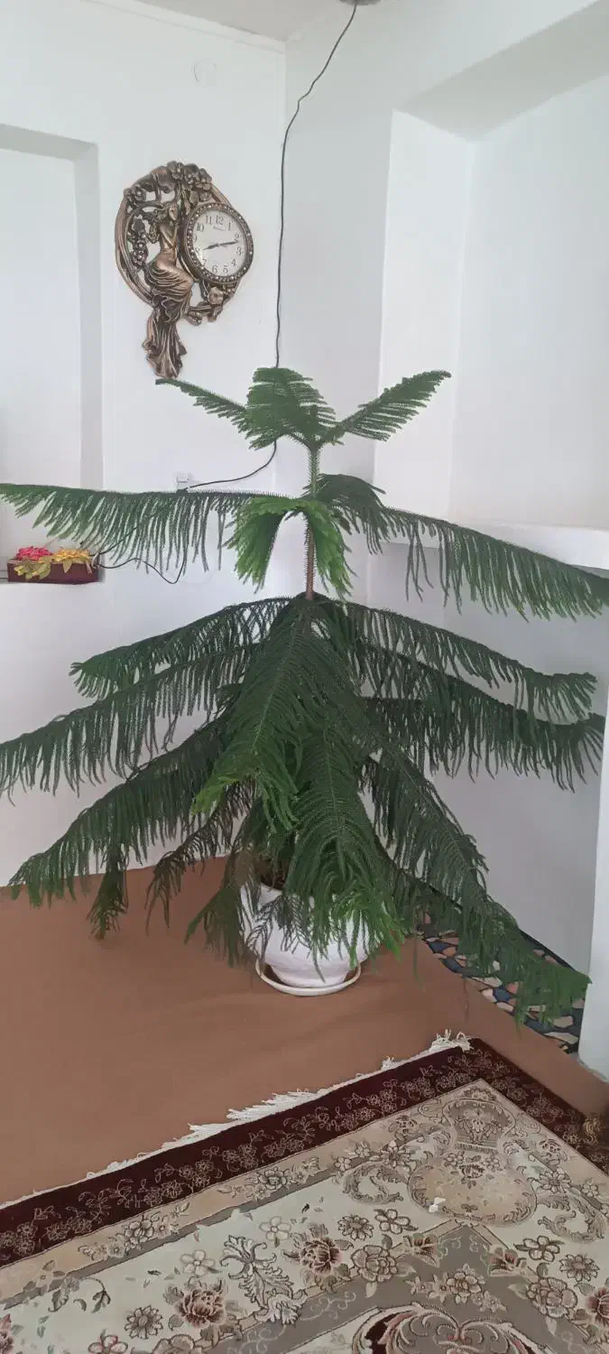 گل مطبق|گل و گیاه طبیعی|بن, |دیوار