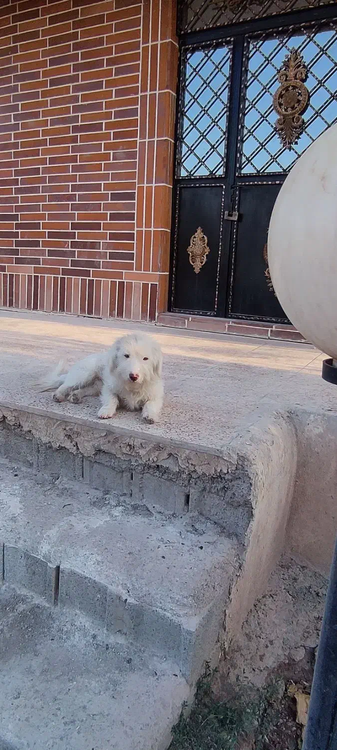 سگ پا کوتاه|سگ|قزوین, |دیوار