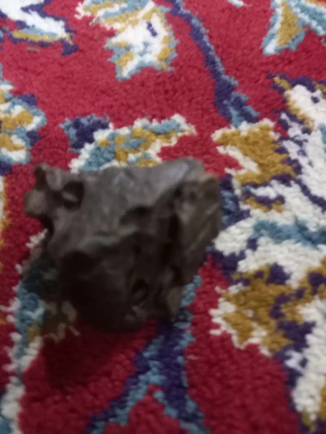 شهاب سنگ|کلکسیون و سرگرمی|اصفهان, کوی گلزار|دیوار