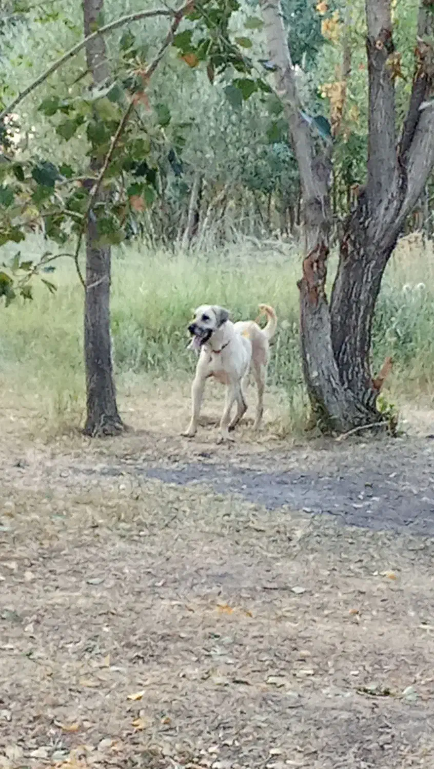 ماده عراقی|سگ|هریس, |دیوار