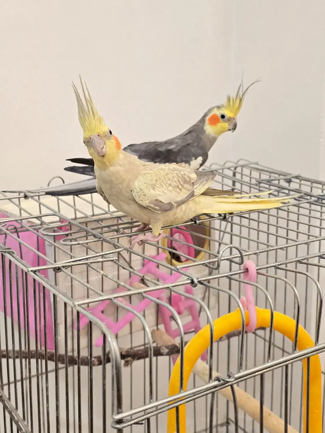 عروس هلندی نر و ماده با جوجه|پرنده|شیراز, غدیر شمالی|دیوار