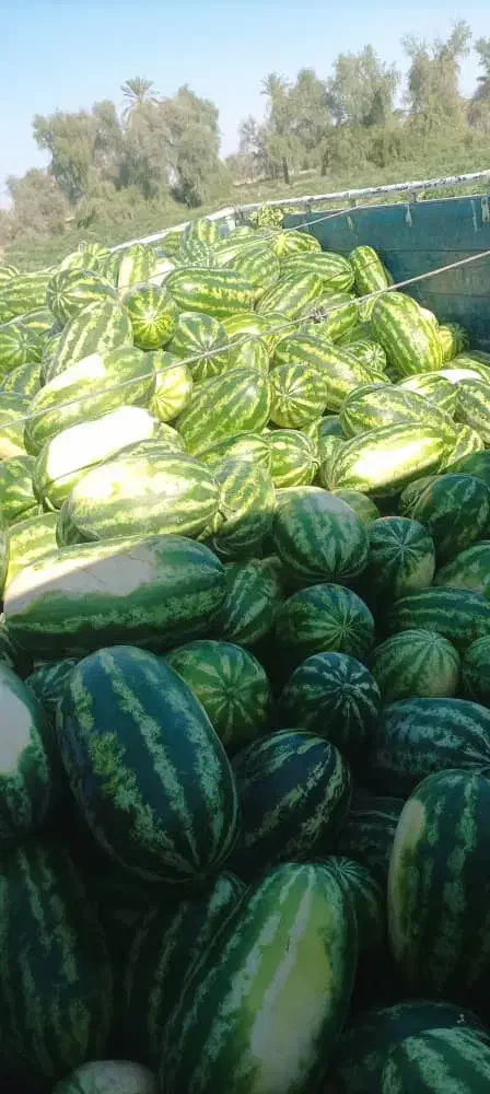 هندوانه بیضی شب یلدا B32|خوردنی و آشامیدنی|میناب, |دیوار