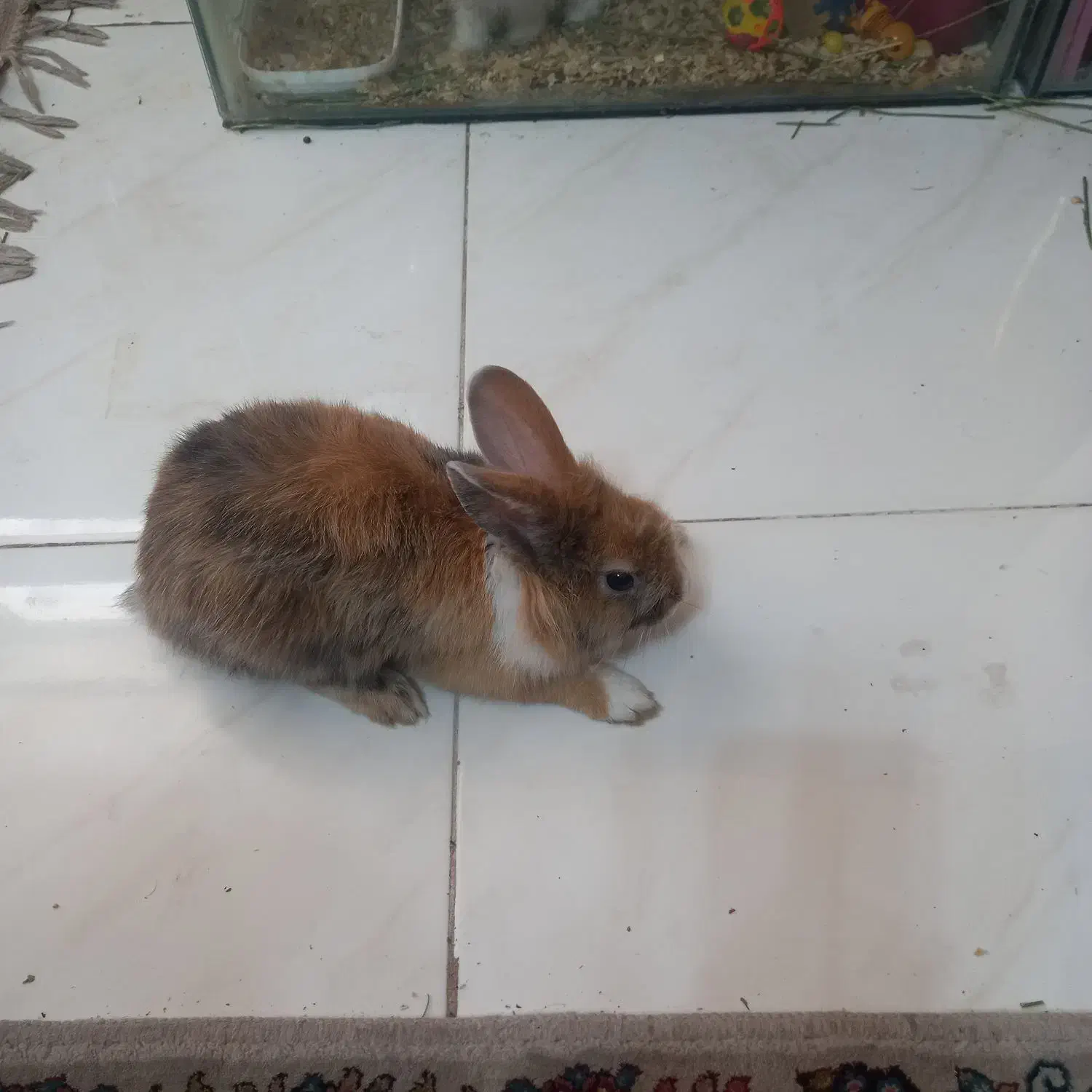 خرگوش سالم وقشنگ|موش و خرگوش|اصفهان, عطار نیشابوری|دیوار