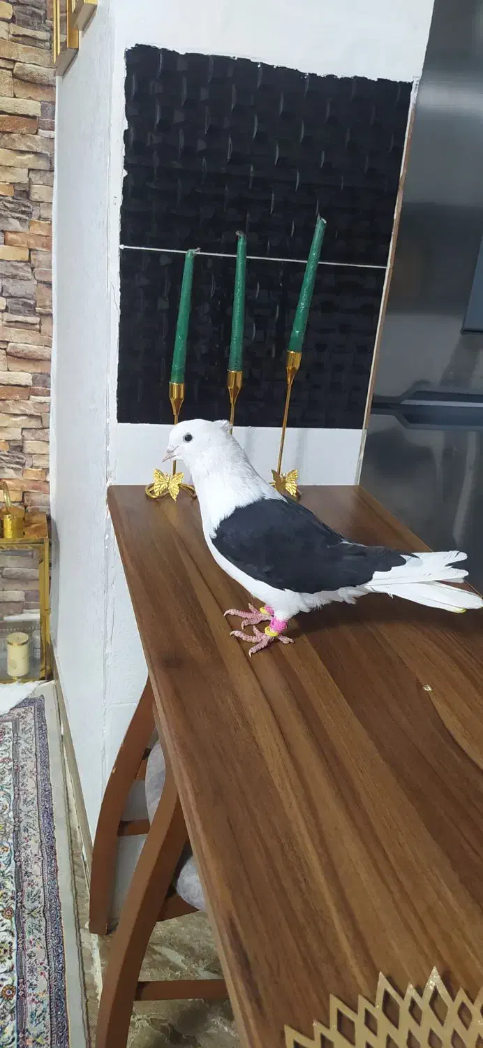 کفتر آس پشت سیاه نر چهار در چهار|پرنده|ضیاء آباد, |دیوار