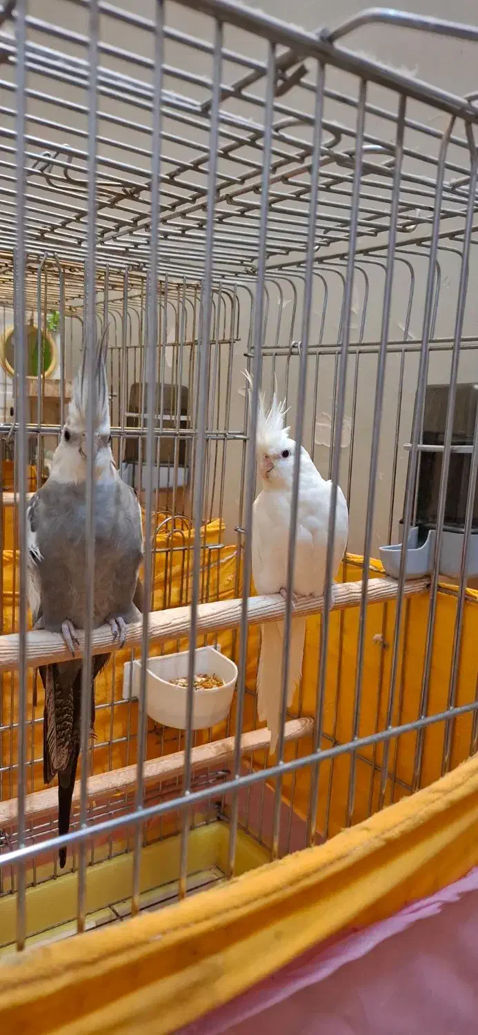 جفت عروس هلندی|پرنده|تهران, نازیآباد|دیوار