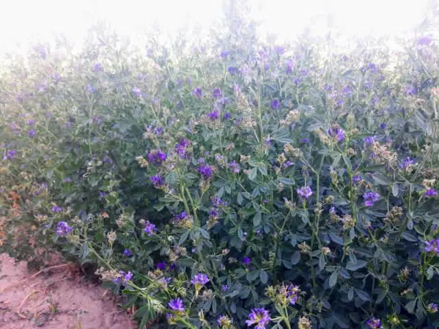 یونجه|عمده‌فروشی|چهارباغ, |دیوار