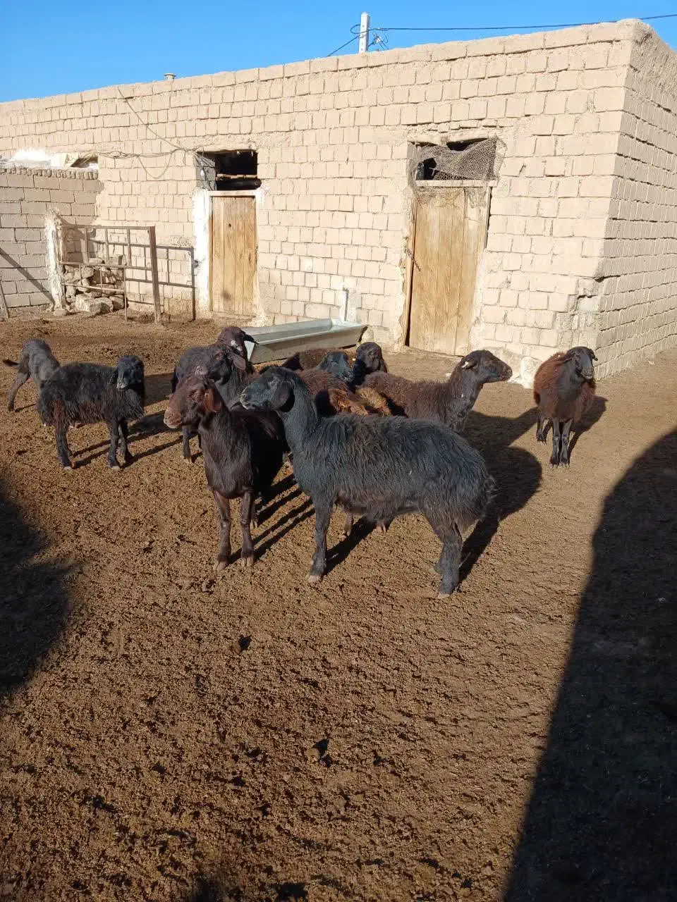 ۱۰ عدد میش قزل افشار|حیوانات مزرعه|شاهرود, |دیوار