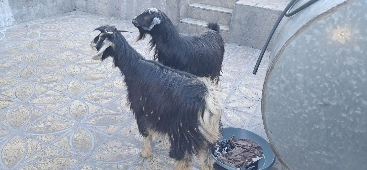 بز .|حیوانات مزرعه|سیوان, |دیوار