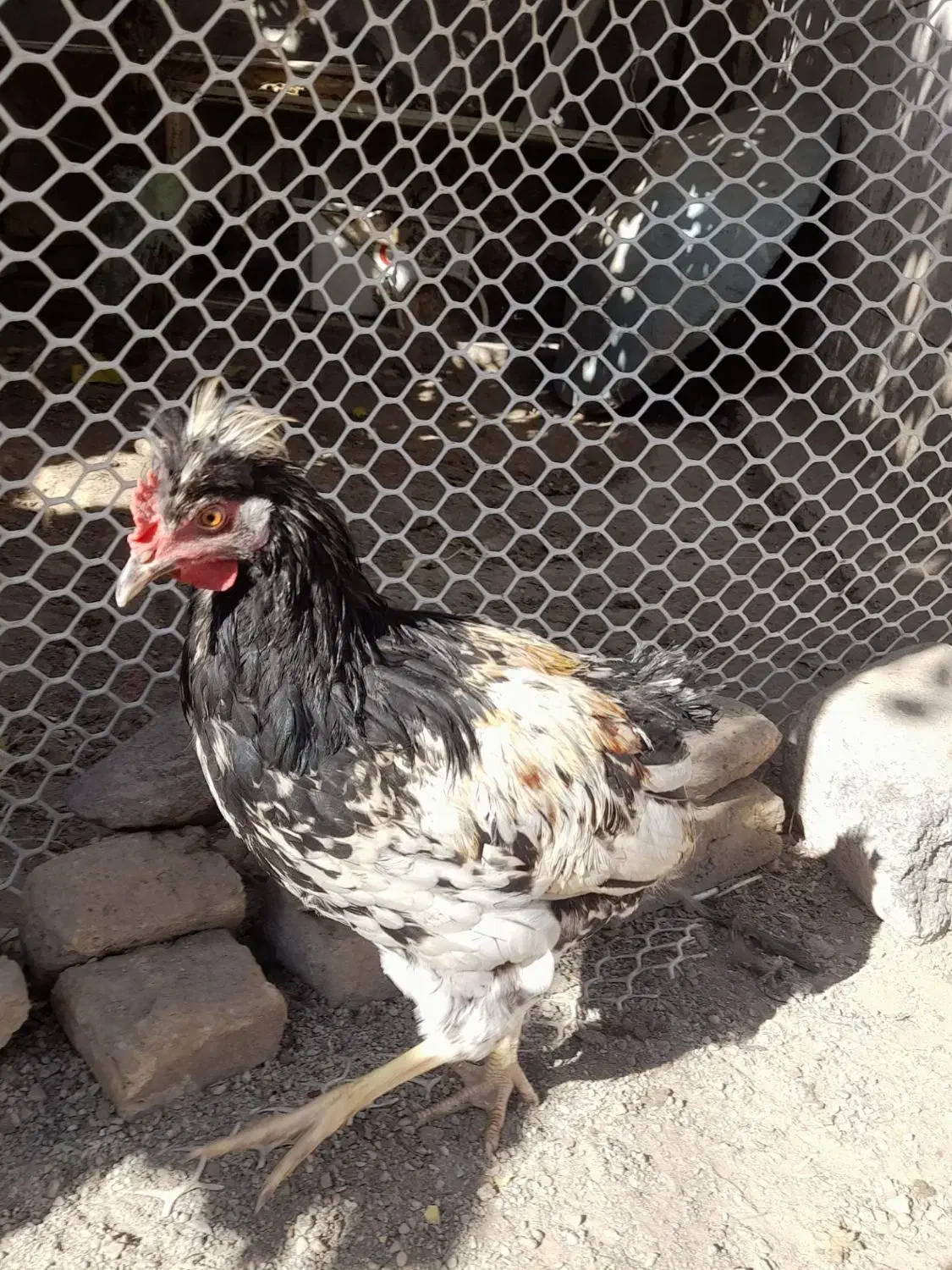 خروس|حیوانات مزرعه|تربت‌حیدریه, یحیی آباد|دیوار