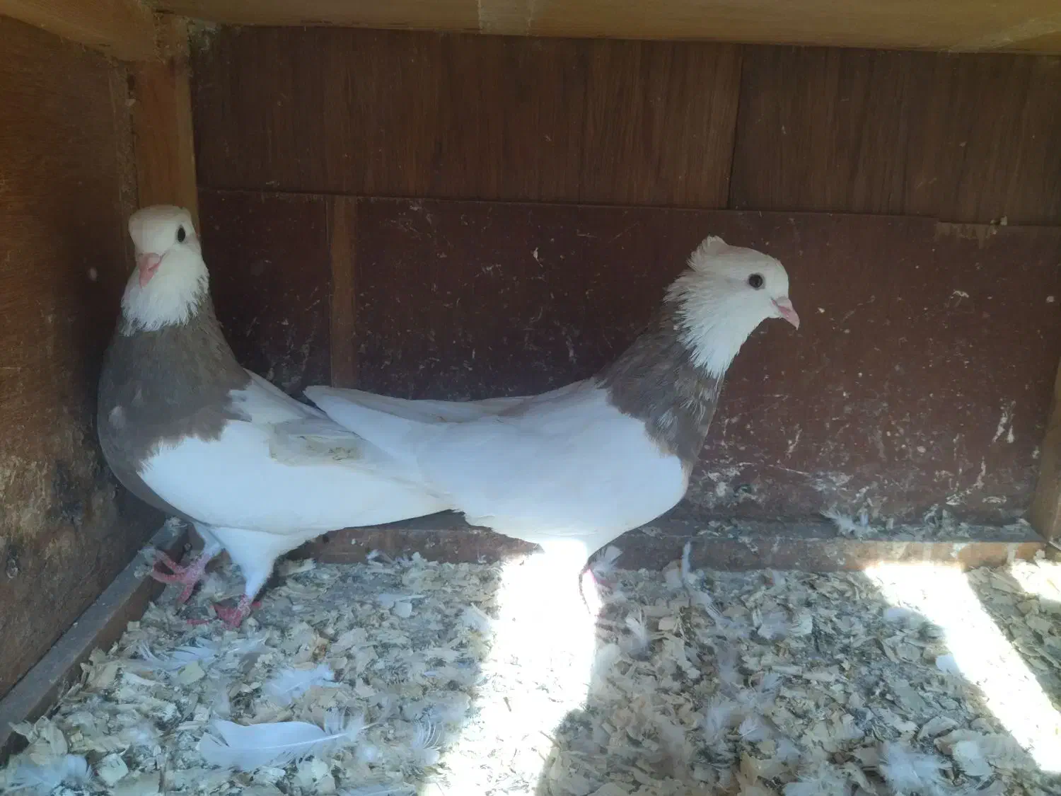 فروش کبوتر طوقی|پرنده|لاهیجان, کوی زمانی|دیوار