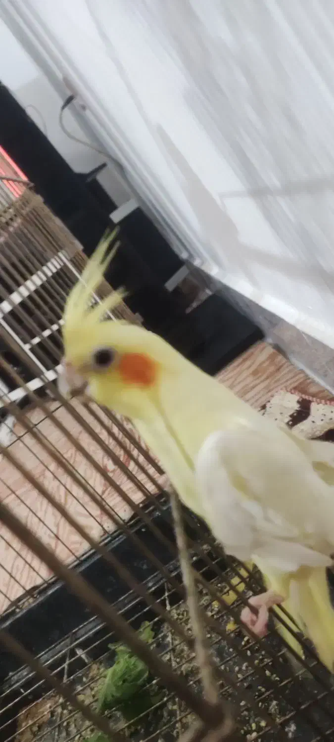 عروس هلندی ماده|پرنده|شیروان (خراسان), |دیوار