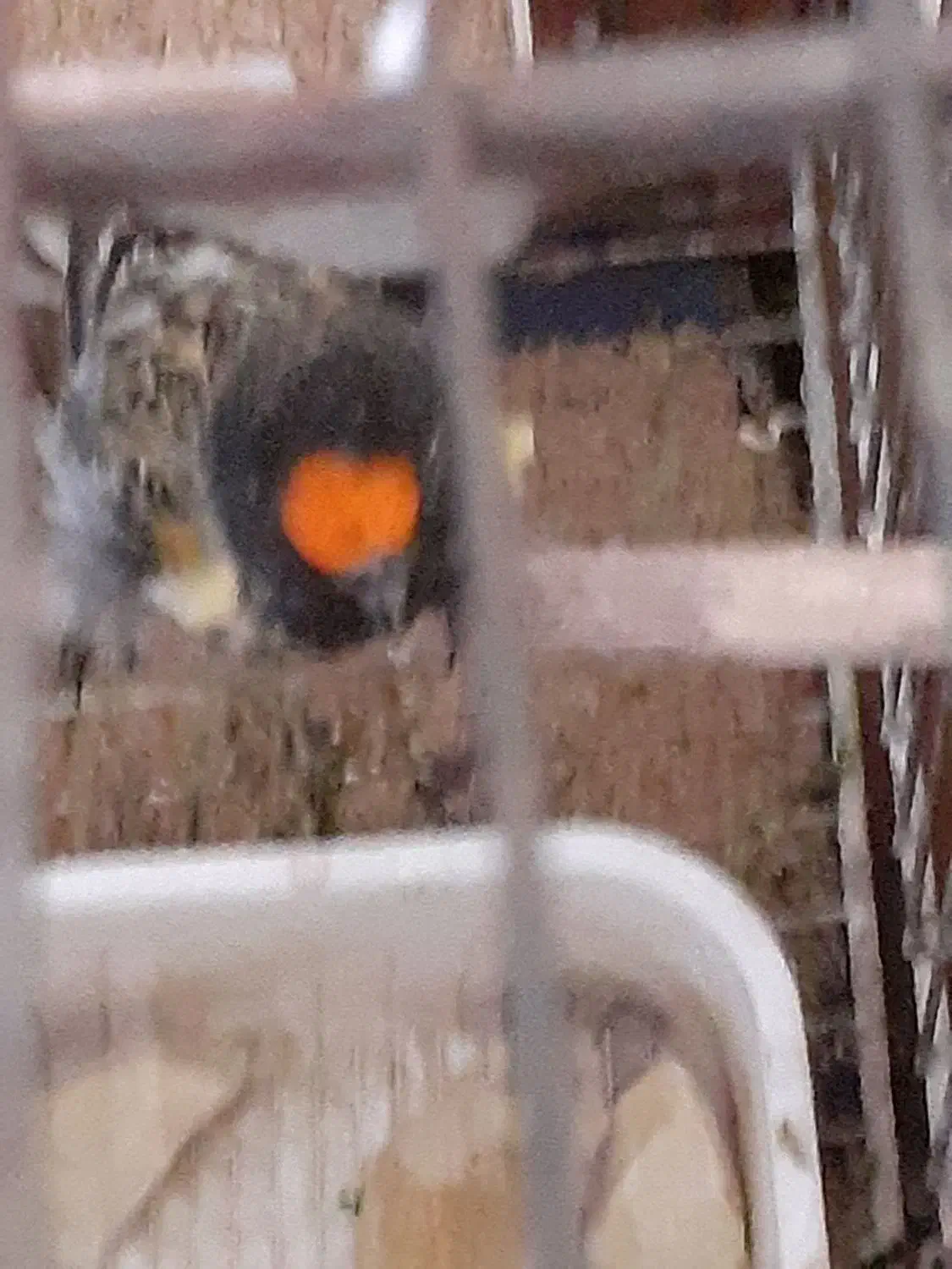 گلبسر قناری|پرنده|بروجرد, |دیوار