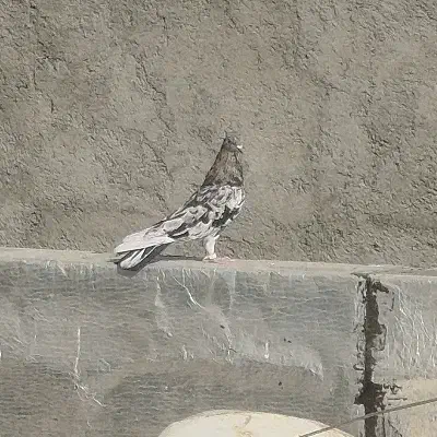 کفتر گمشده|حیوانات|فردوسیه, |دیوار