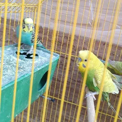 جفت مرغ عشق|پرنده|سراوان, |دیوار