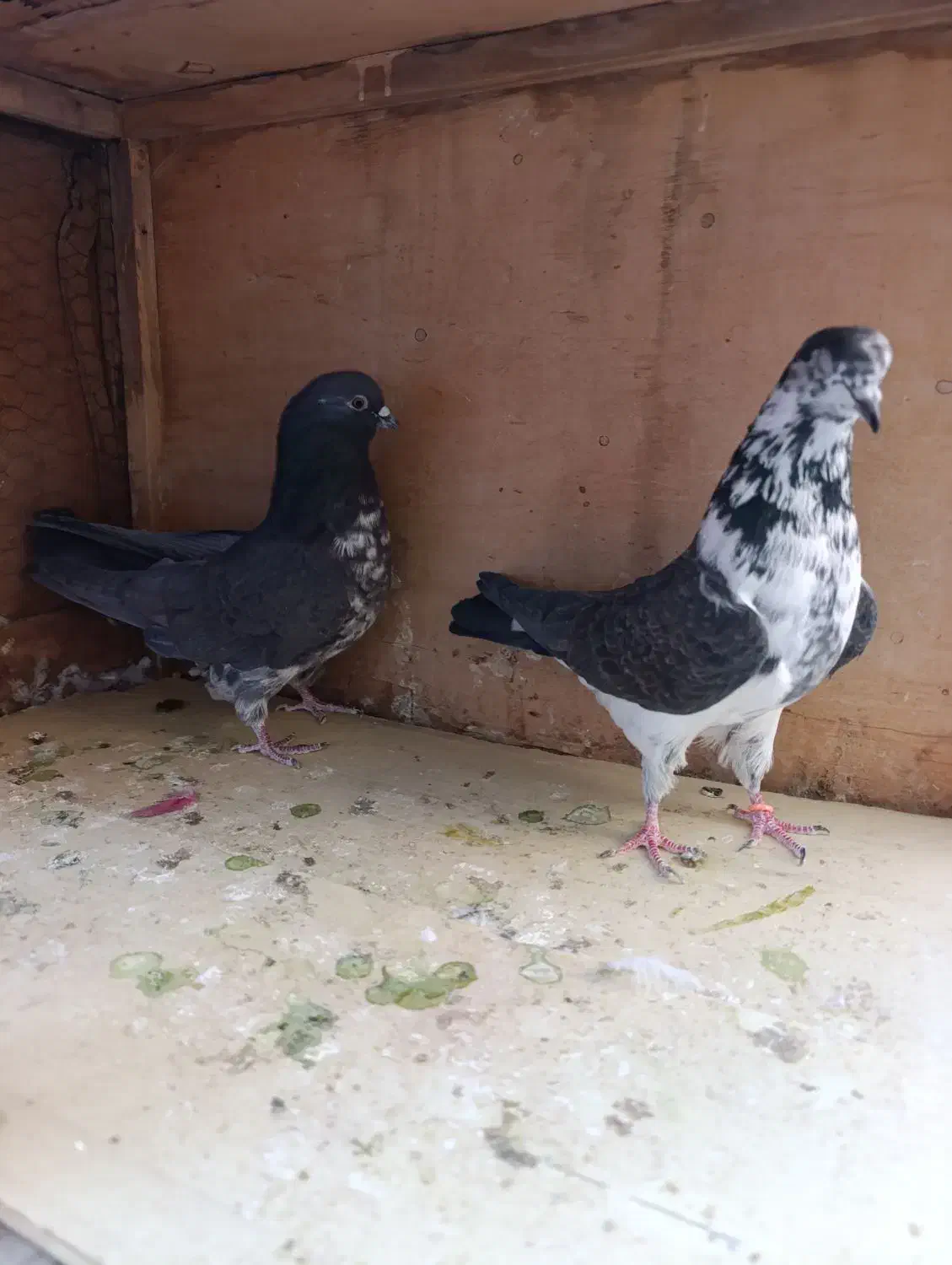 کبوتر|پرنده|قم, علی آباد|دیوار