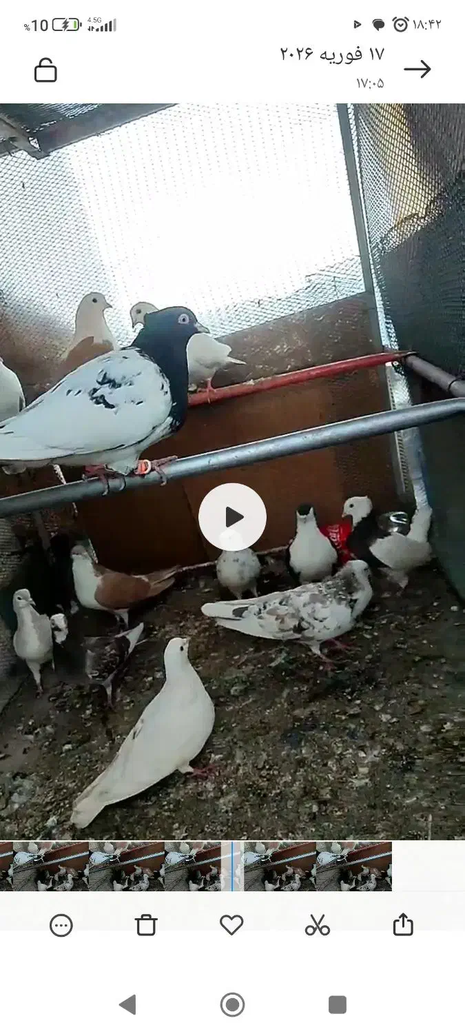 کبوتر|پرنده|مشهد, کلاته برفی|دیوار