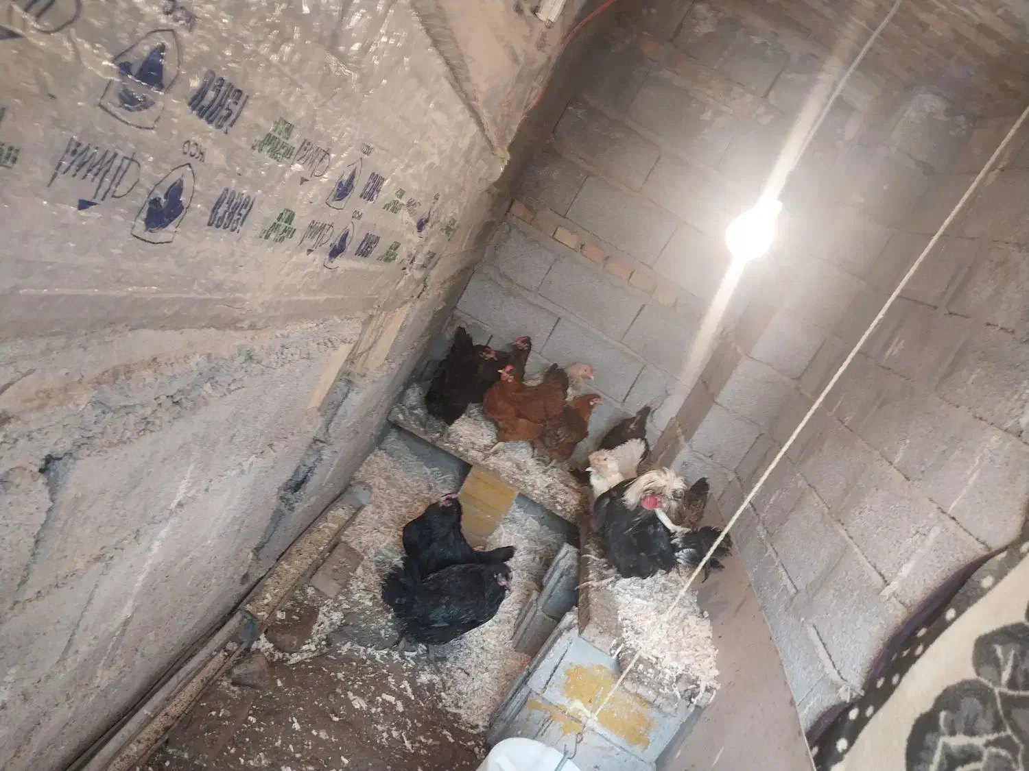 مرغ مرندی ،محلی ، لهستانی|حیوانات مزرعه|صوفیان, |دیوار