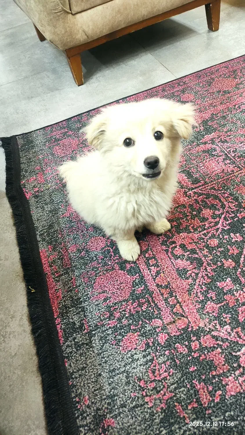 واگذاری سگ نر پامر میکس اشپیتز تریر|سگ|تهران, فردوس|دیوار