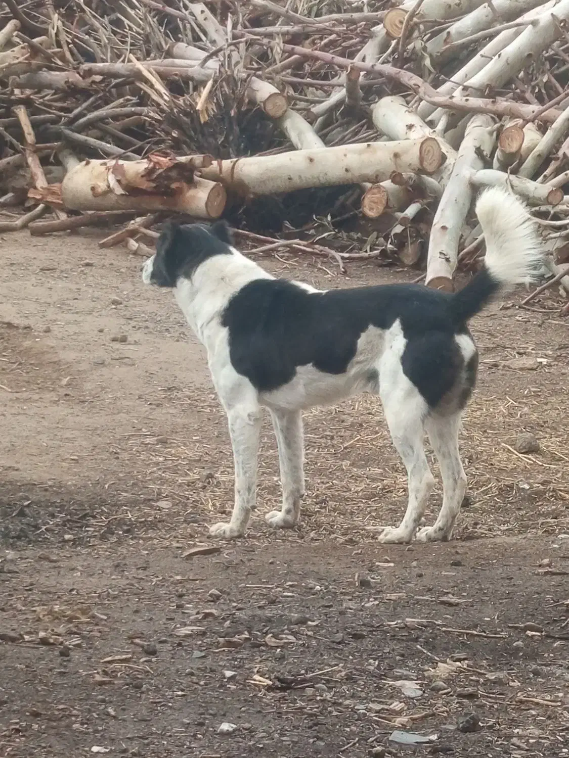 واگذاری سگ نر|سگ|قم, باغ کرباسی|دیوار
