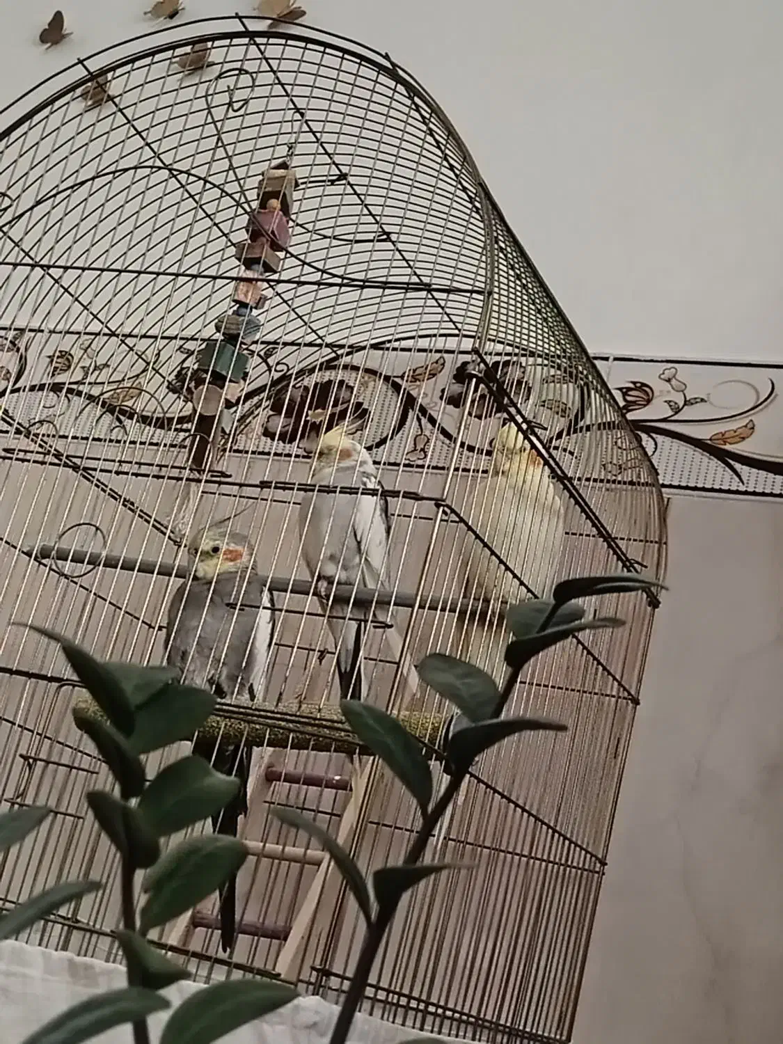 عروس هلندی|پرنده|ملایر, |دیوار