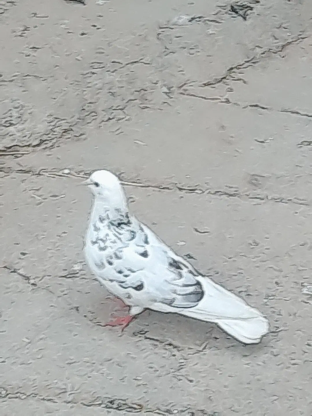 کبوتر|پرنده|کوهدشت, |دیوار