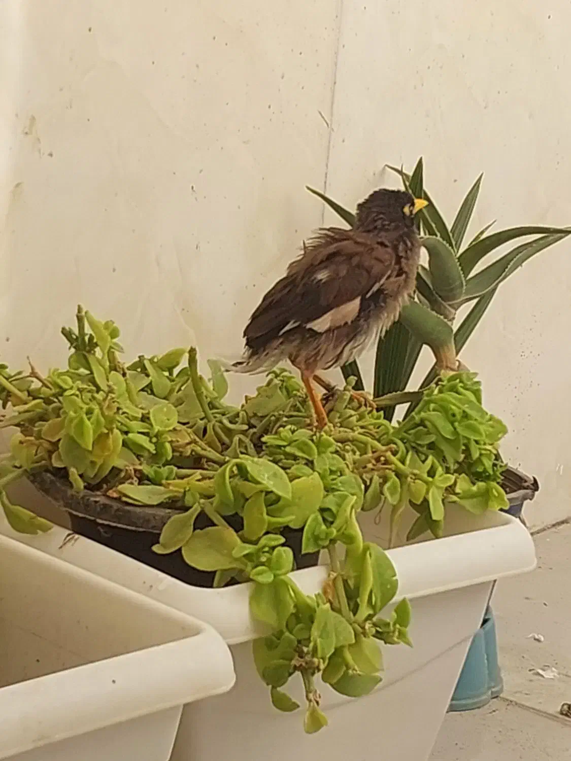 جوجه مینا بسیار باهوش (نرپاکستانی)|پرنده|شیراز, کوشک میدان|دیوار